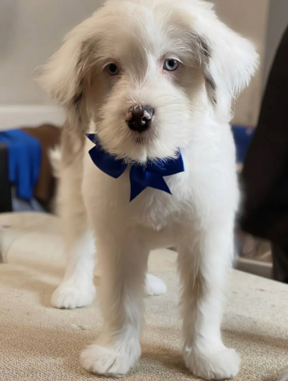 Dog grooming at Doggy Day Spa Neenah WI