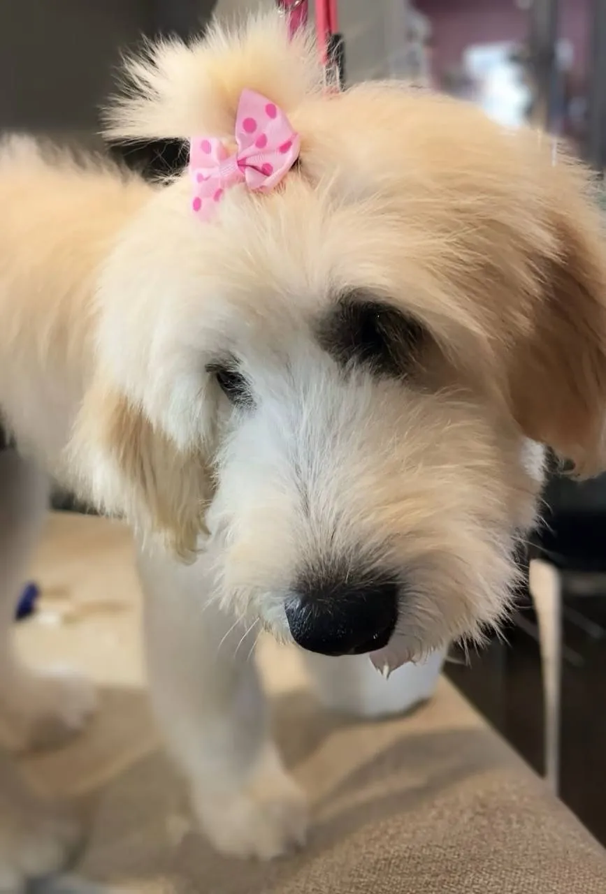 Smiling dog after grooming Doggy Day Spa