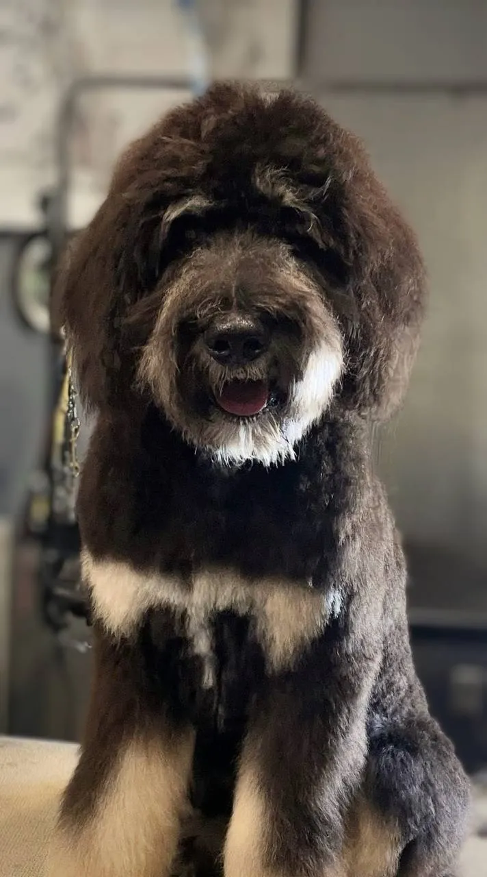 Freshly groomed pup Neenah