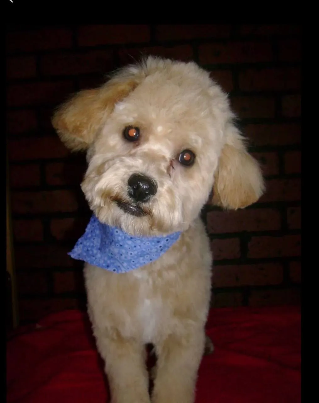 Groomed dog Neenah WI