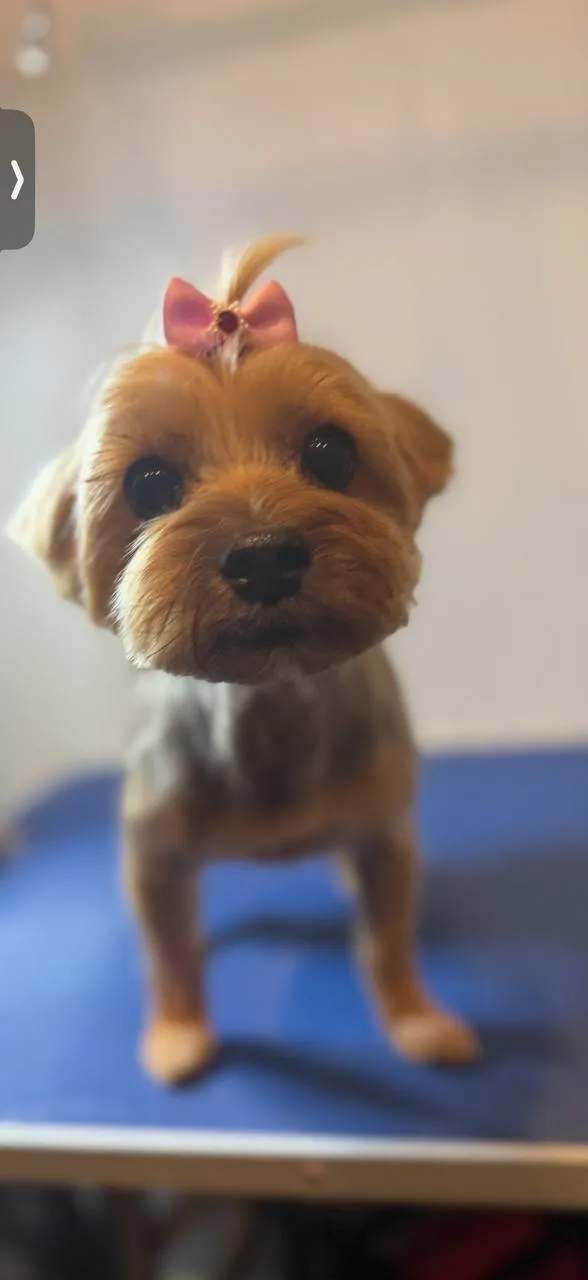 Freshly groomed dog Neenah WI