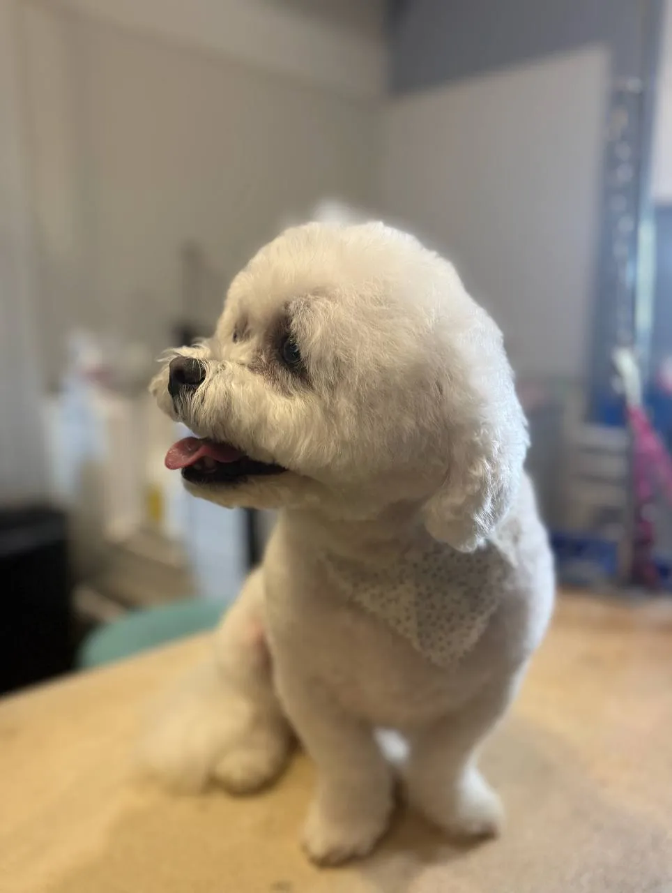 Breed-specific cut Fox Valley WI