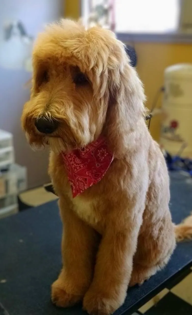 Dog bath and brush Neenah Wisconsin