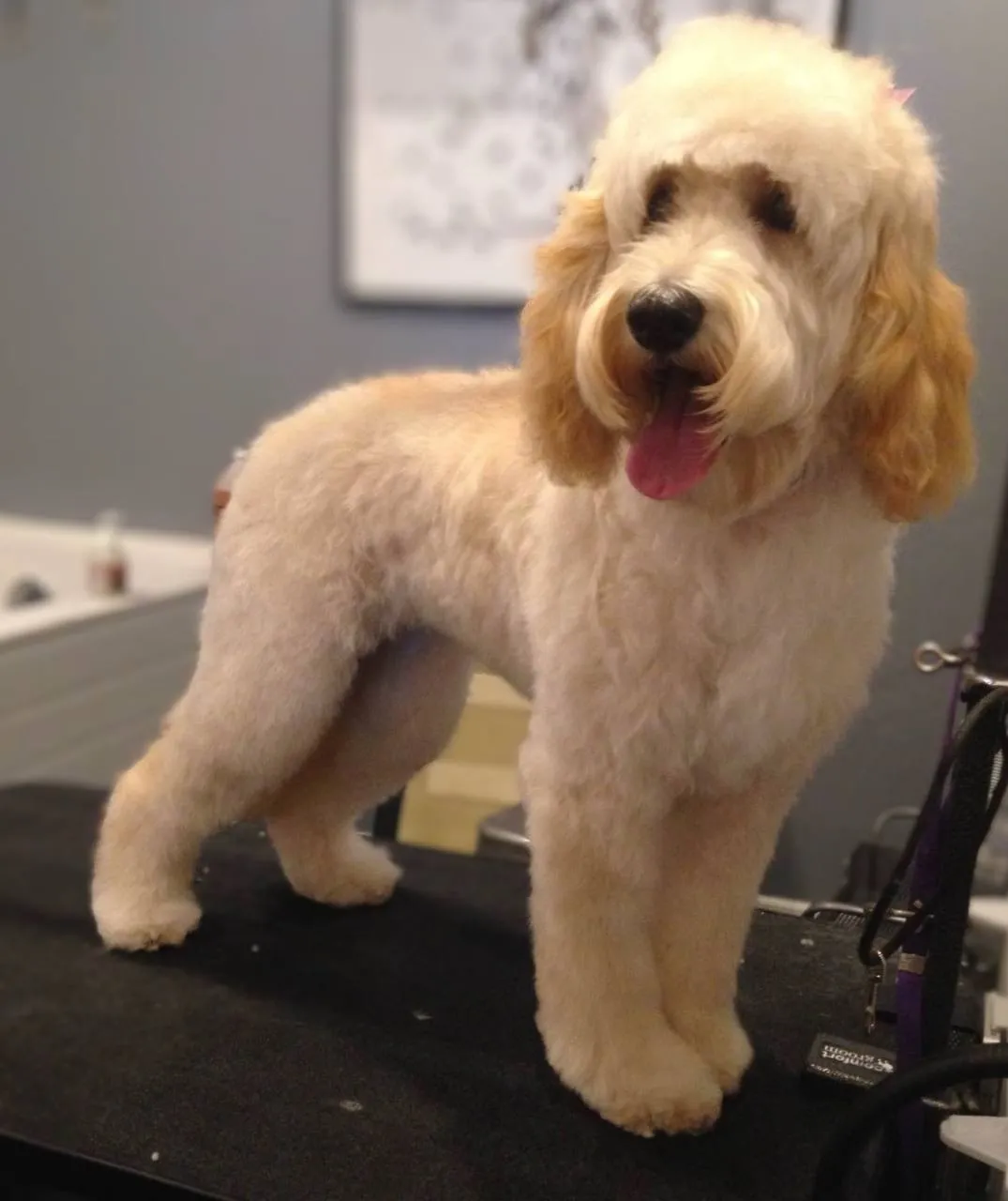 Pampered pup Neenah dog spa